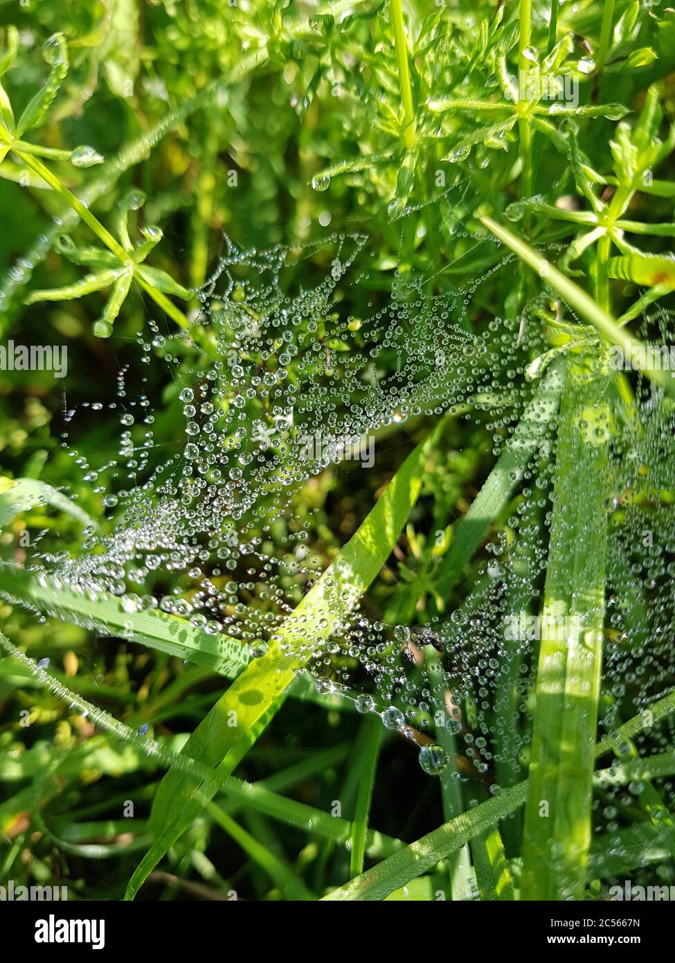 Spider web in the grass with dew drops Stock Photo