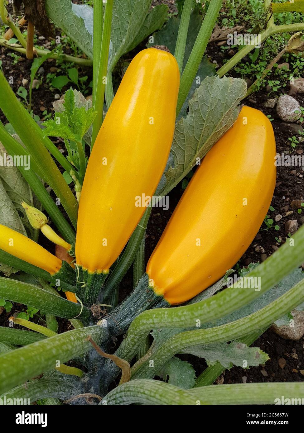Yellow zucchini in the garden bed Stock Photo Alamy