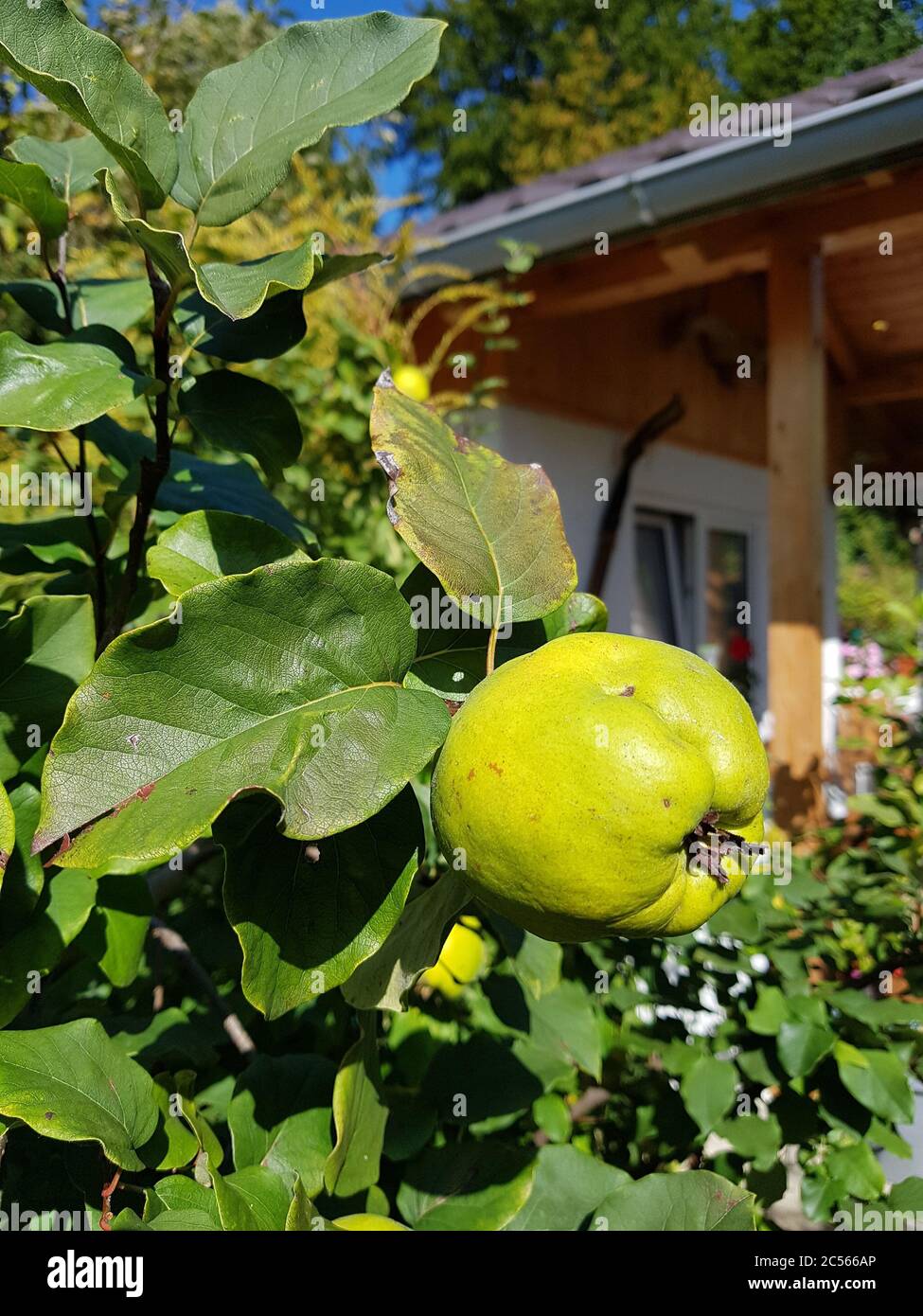 Quince tree in the garden, detail Stock Photo Alamy