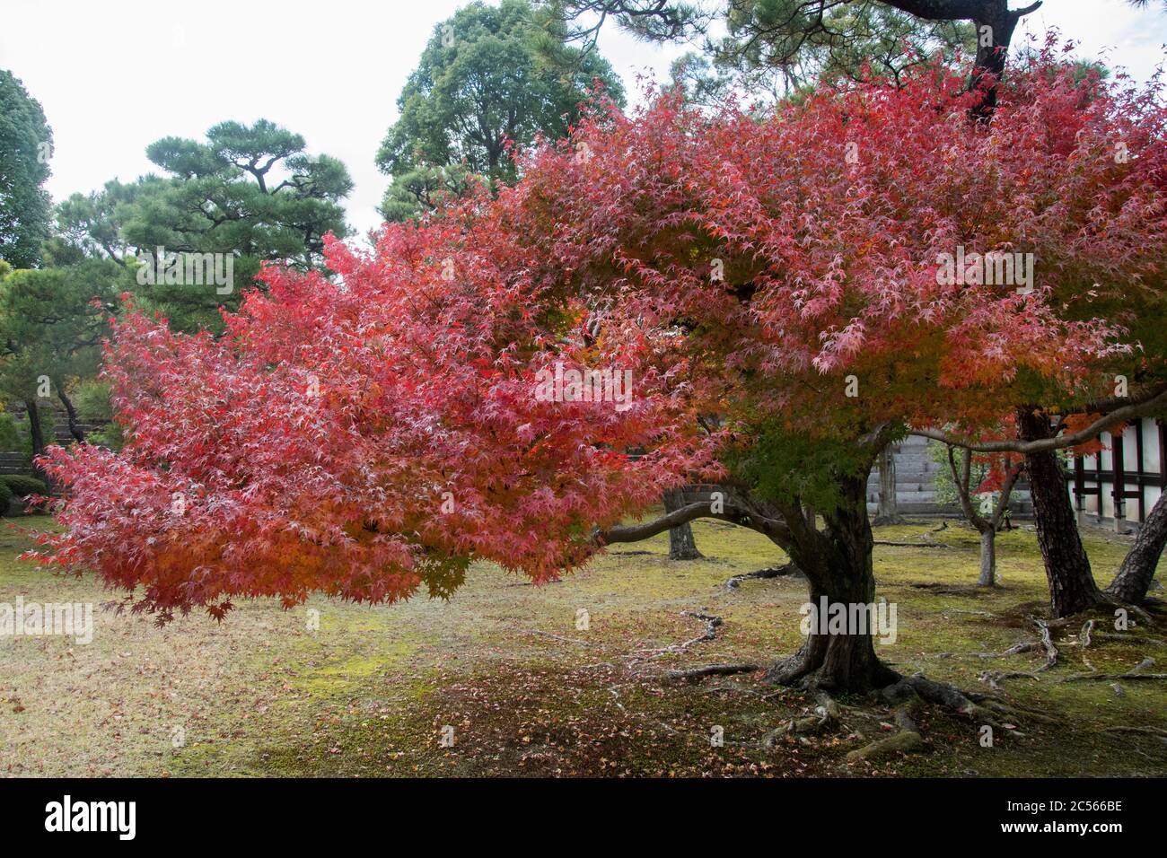 Red leave of maple tree for autumn fall background Stock Photo - Alamy