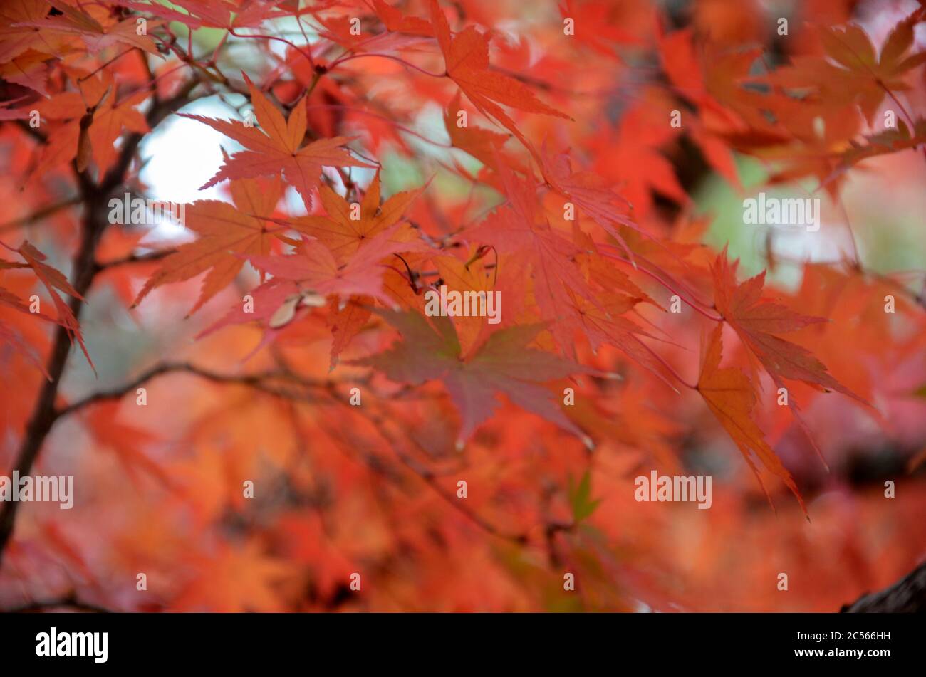 Red leave of maple tree for autumn fall background Stock Photo - Alamy