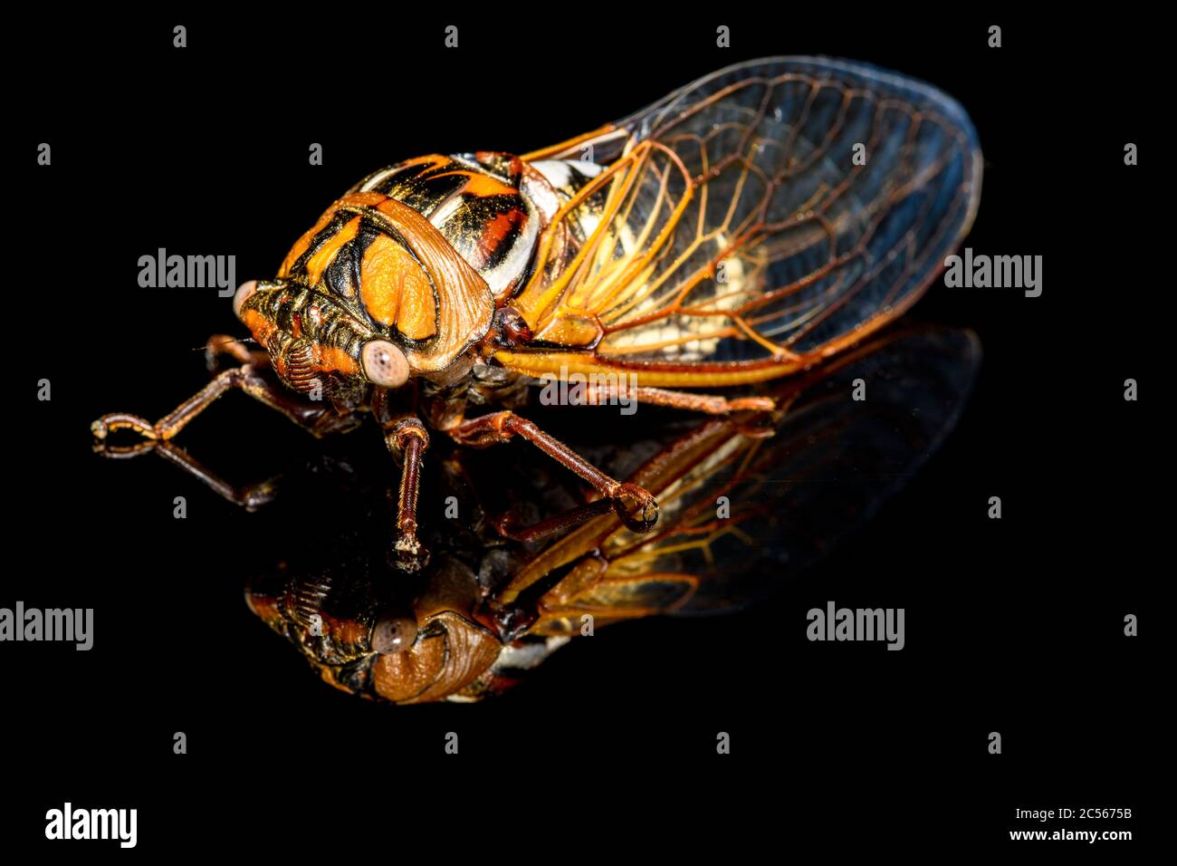 bush cicada or giant grassland cicada -  Megatibicen dorsatus - on black background close-up Stock Photo