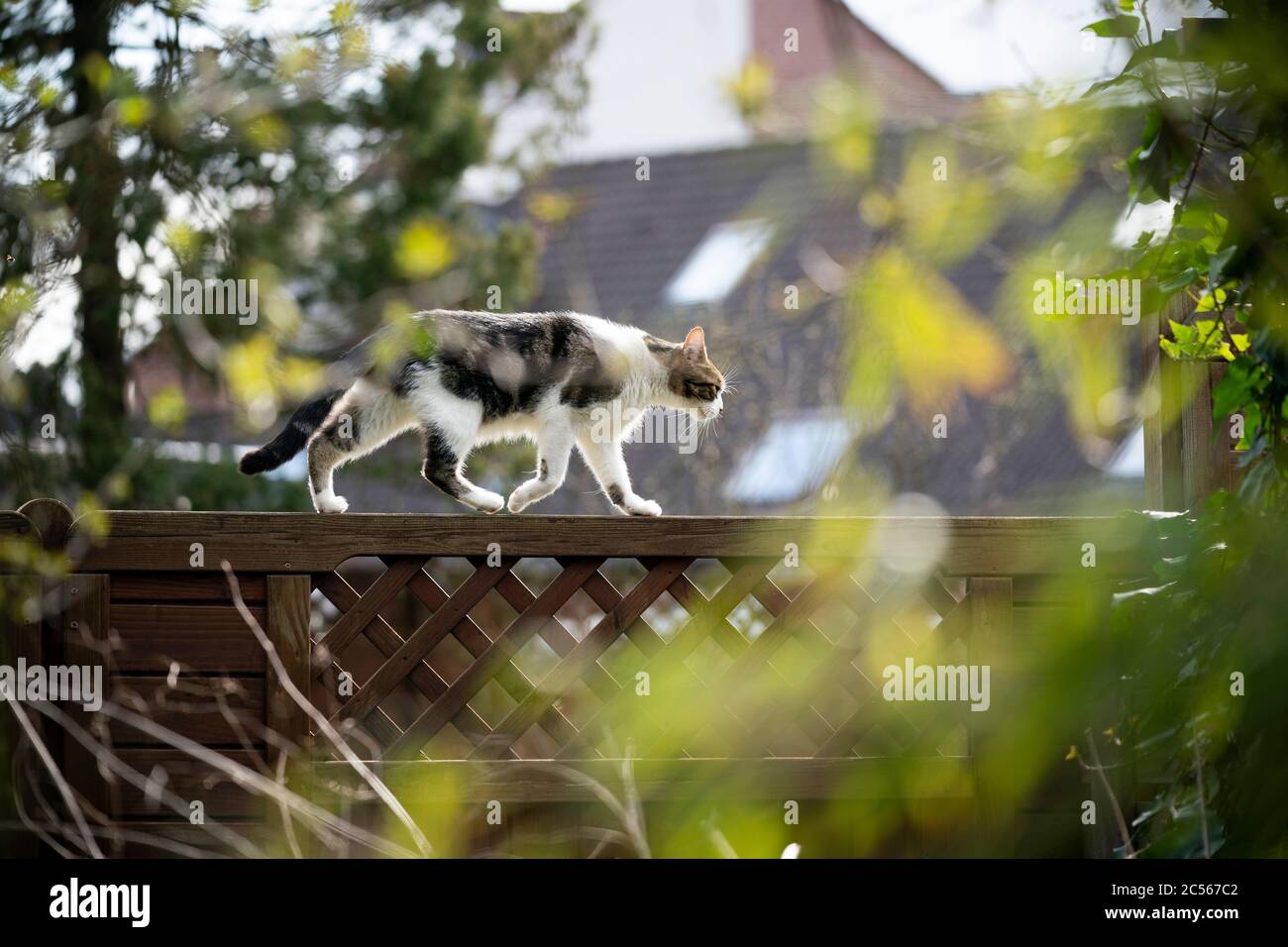 side view of a domestic cat walking on wood fence outdoors in the sunny ...