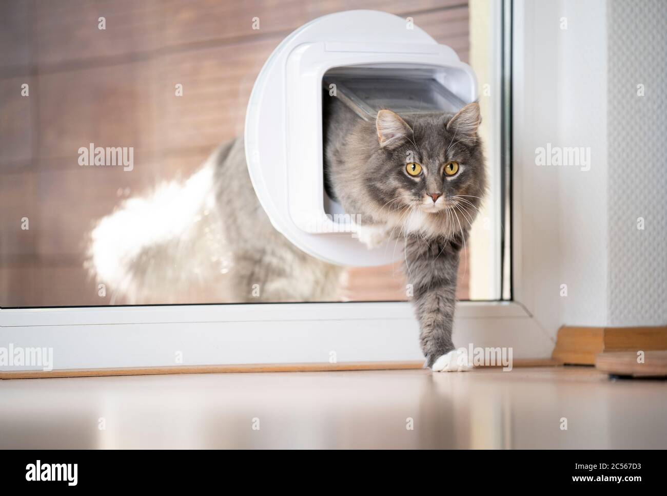 blue tabby maine coon cat coming home entering room through cat flap in
