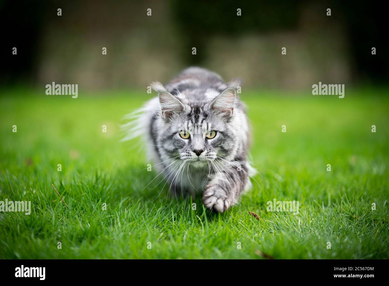 silver tabby maine coon cat hunting walking towards camera lowered with copy space Stock Photo