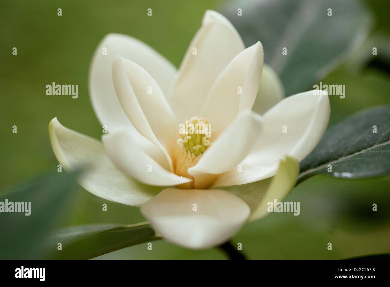 A creamy white sweetbay magnolia flower (Magnolia virginiana) blooming in summer on a tree in Boylston, Massachusetts, USA. Stock Photo