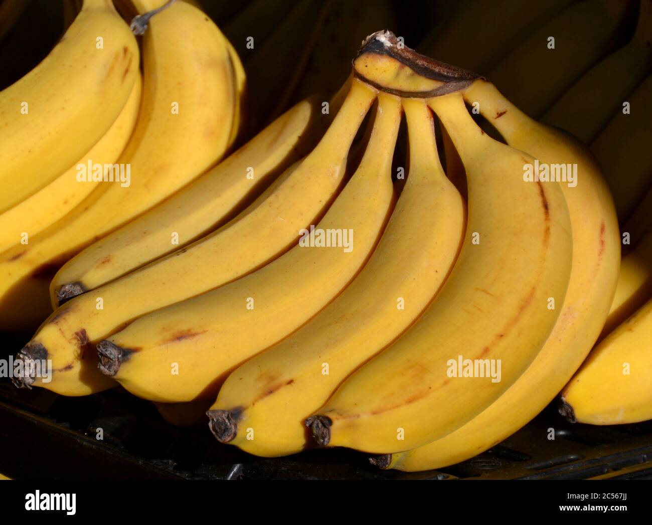 Large bunch of organic bright yellow bananas at a farmer's market in