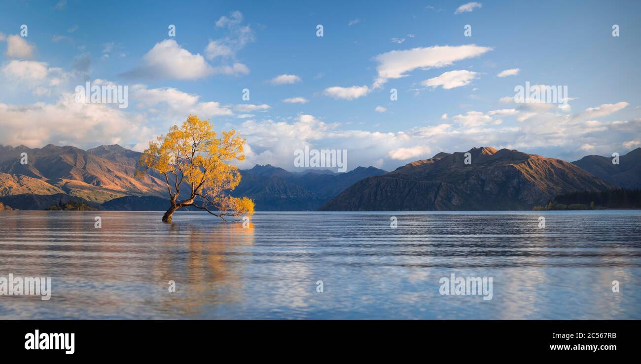 Tree in Lake Wanaka with autumn colors just after sunrise, Wanaka, Otago, New Zealand Stock Photo