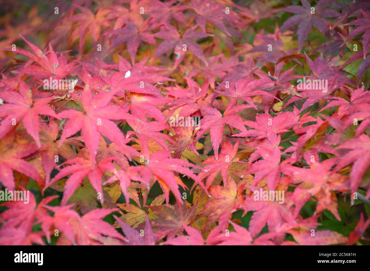 Red leave of maple tree for autumn fall background Stock Photo - Alamy