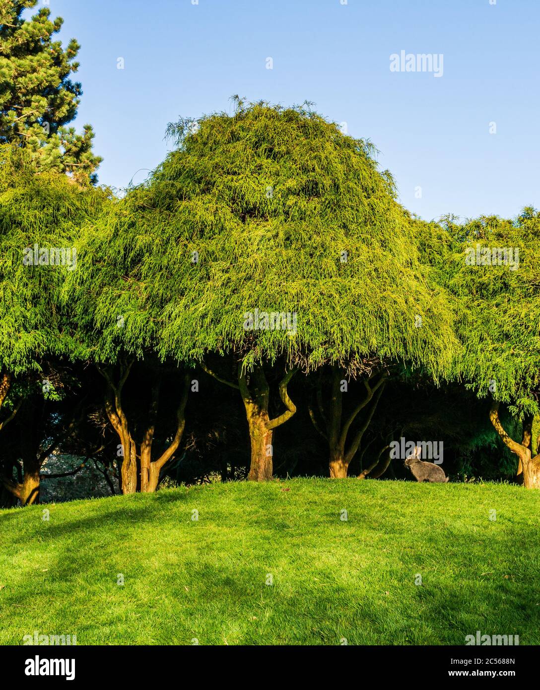 green trees in the meadow or lawn in the park with blue sky Stock Photo ...
