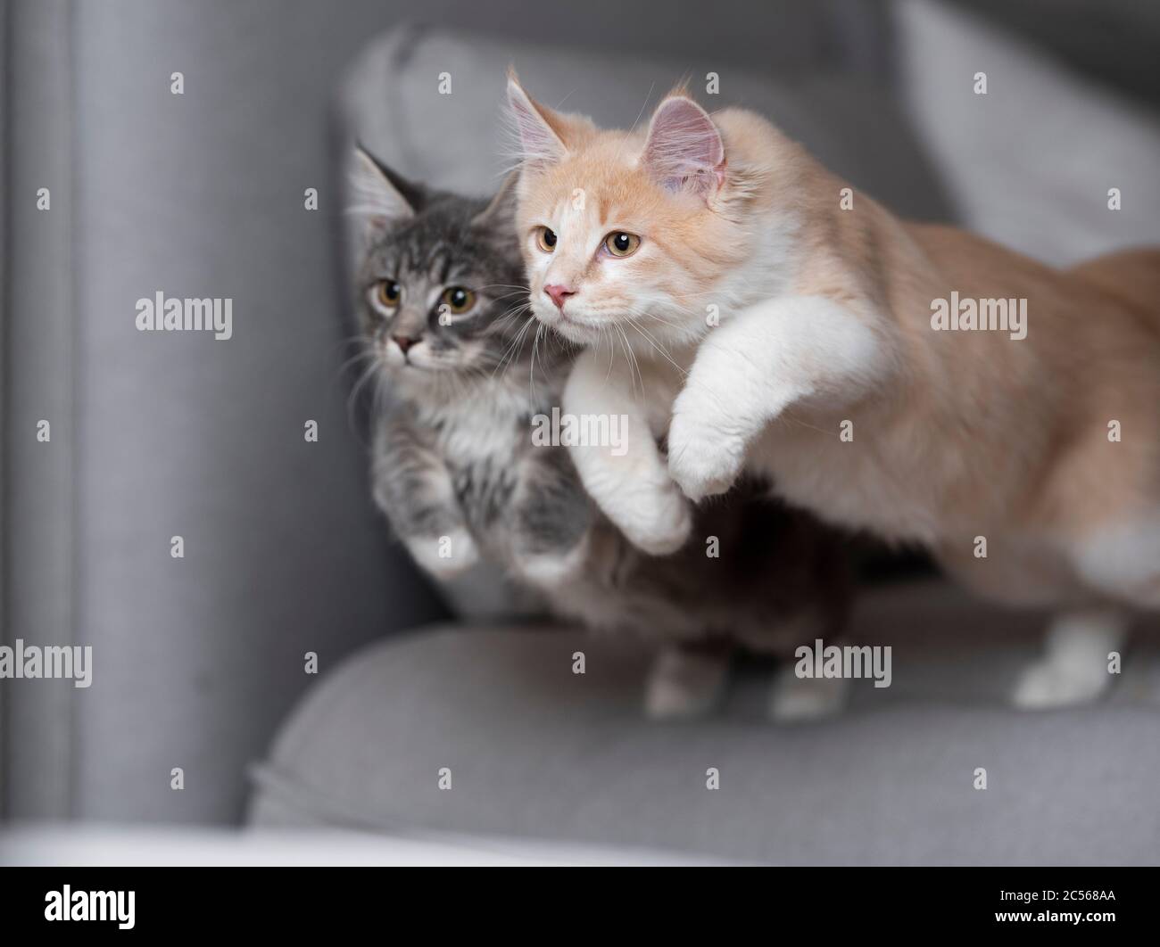 two playful maine coon kittens jumping on sofa side by side Stock Photo