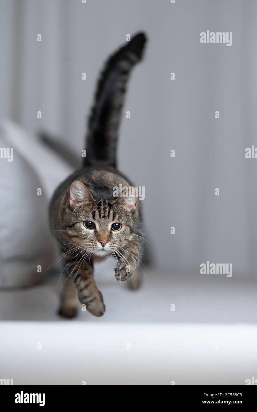 playing tabby cat jumping over couch Stock Photo Alamy