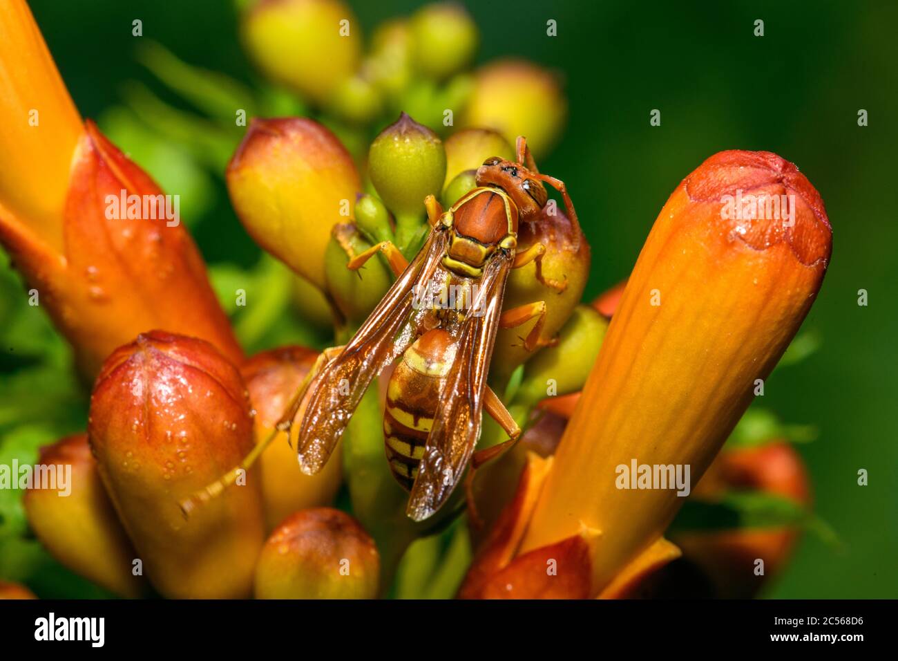 texas paper wasp - Polistes apaches fuscatus texanus - , Apache wasp, on orange trumpet vine flower Stock Photo