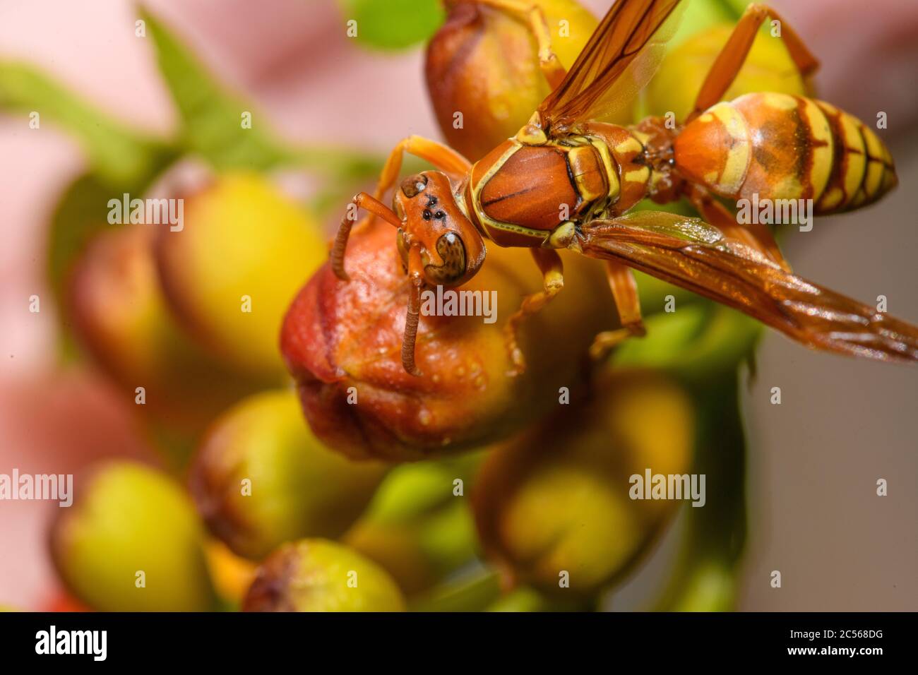 Texas paper wasp - Polistes apaches fuscatus texanus - , Apache wasp, on orange trumpet vine flower Stock Photo