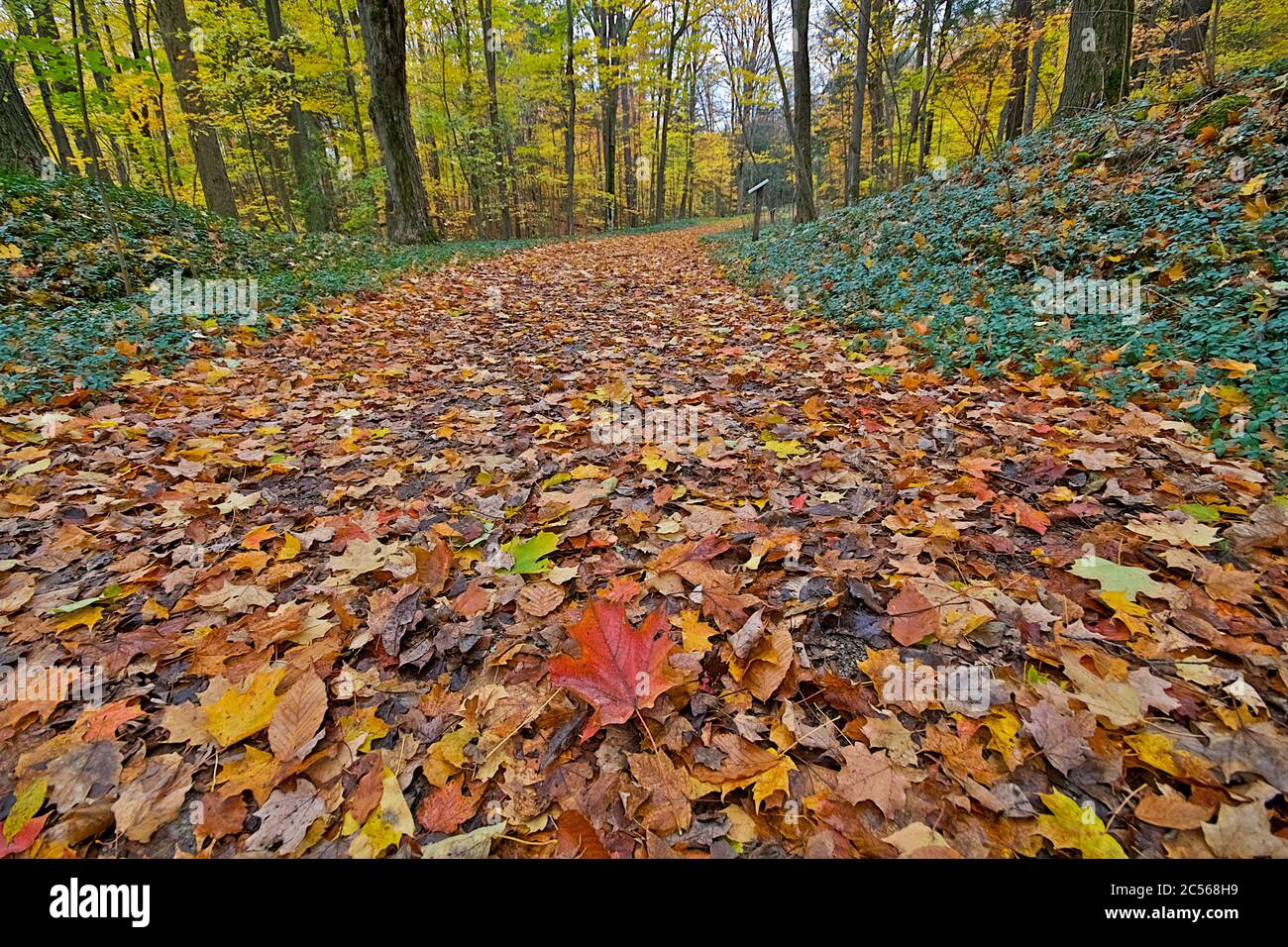 Footpath covered with maple leaves in the valley Stock Photo - Alamy