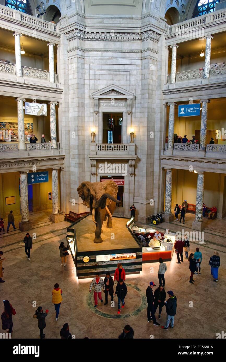Elevated view of the main hall of the Smithsonian National Museum of Natural History, Washington, DC, USA Stock Photo
