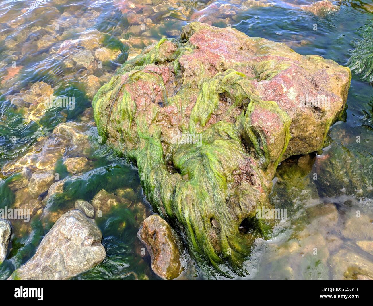 green algae on the rock in the lake Stock Photo