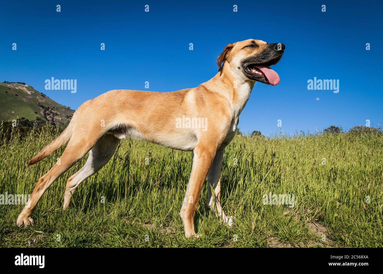 great dane black mouth cur mix