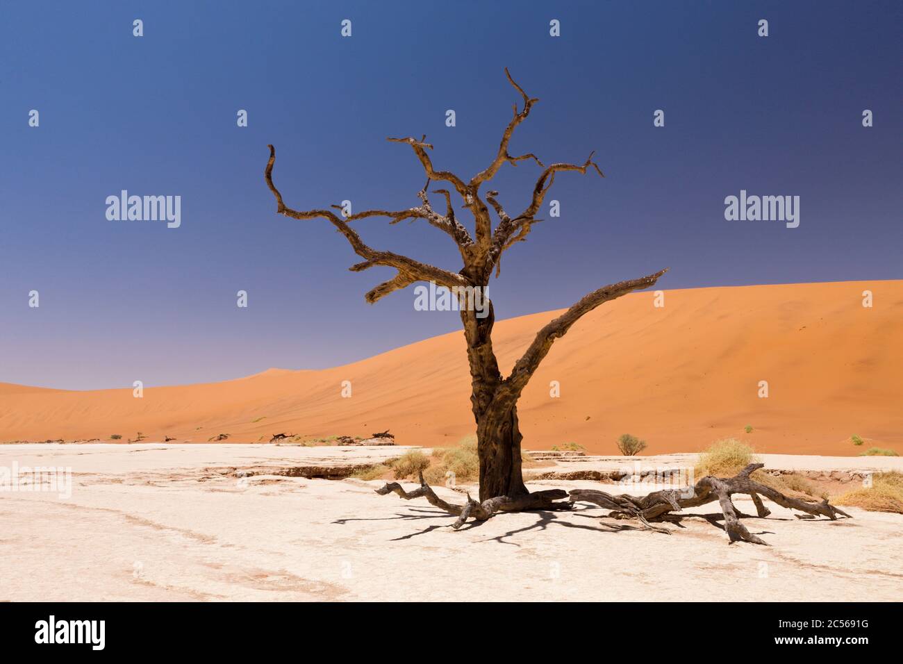 Dead Acacia Trees in Deadvlei Pan, Namib Naukluft Park, Namibia, Namib Naukluft Park, Namibia Stock Photo