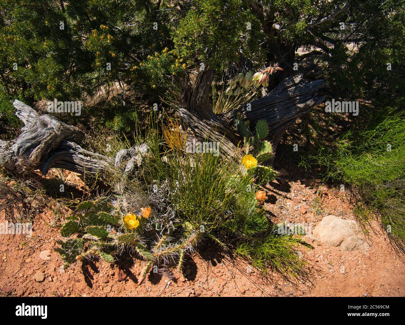An old rootstock and cacti with yellow flowers in front of a shrub Stock Photo