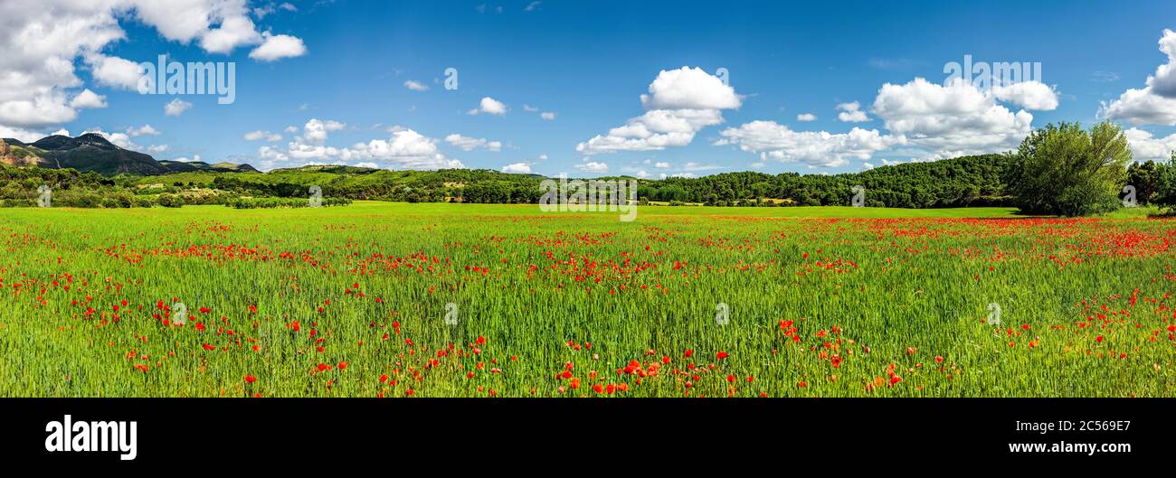 Poppies field with blue sky panorama Stock Photo - Alamy