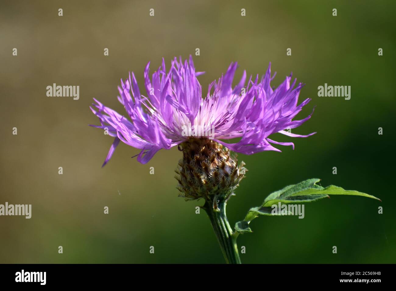 Knapweed seed head hi-res stock photography and images - Alamy
