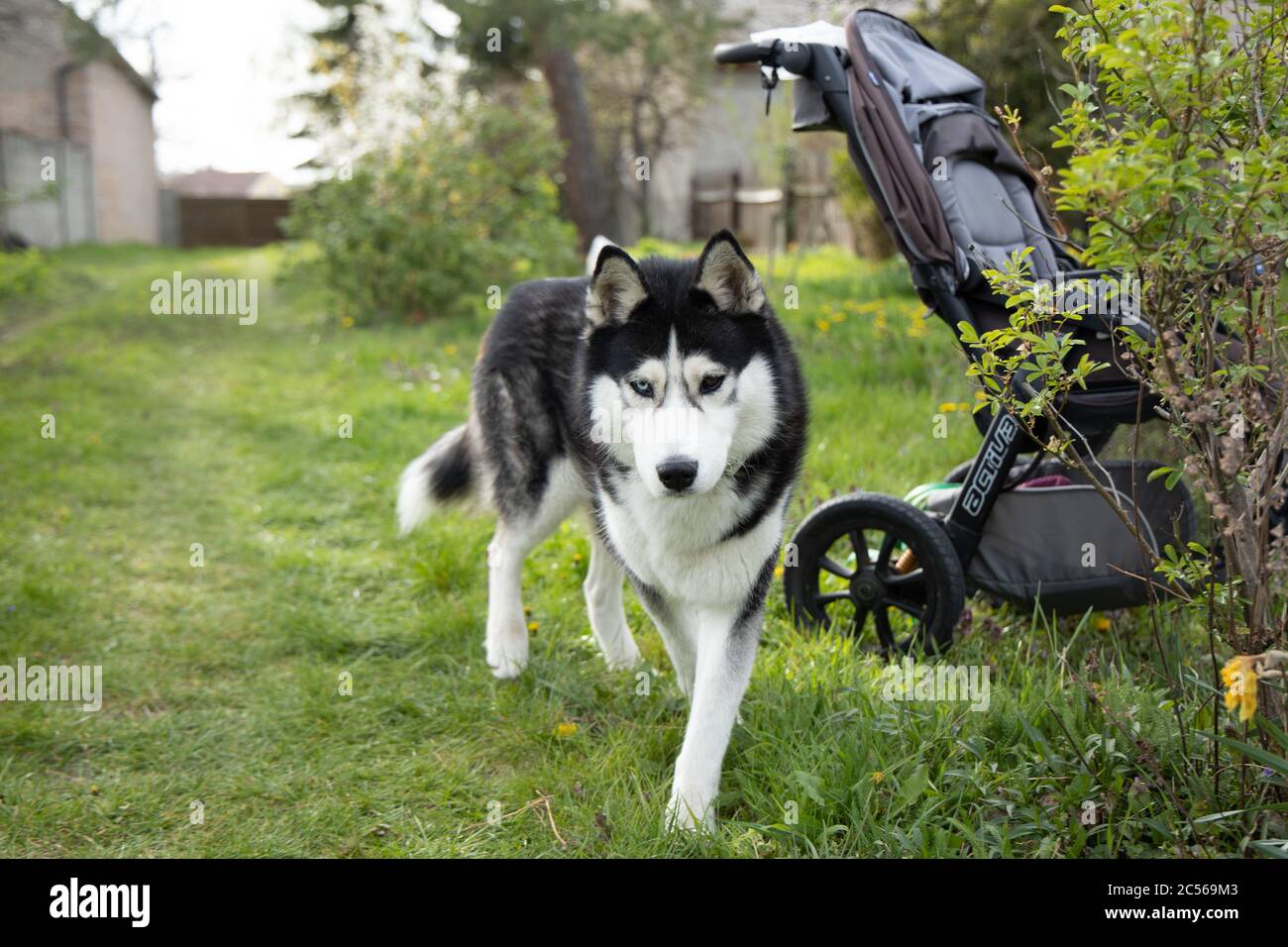 Shallow focus shot of a Siberian husky walking outside near an empty baby  stroller Stock Photo - Alamy