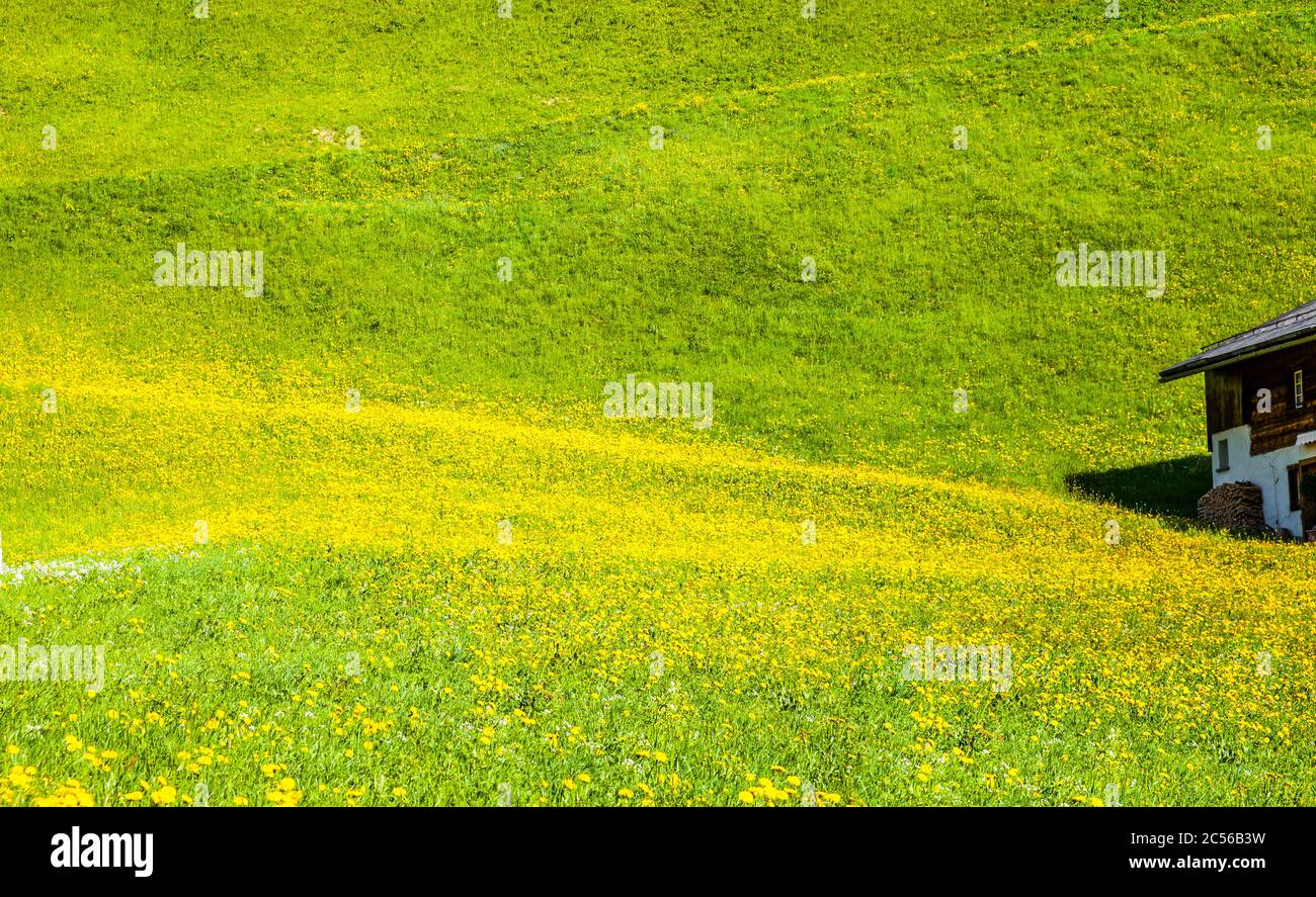 Yellow flowering mountain meadow in Switzerland Stock Photo