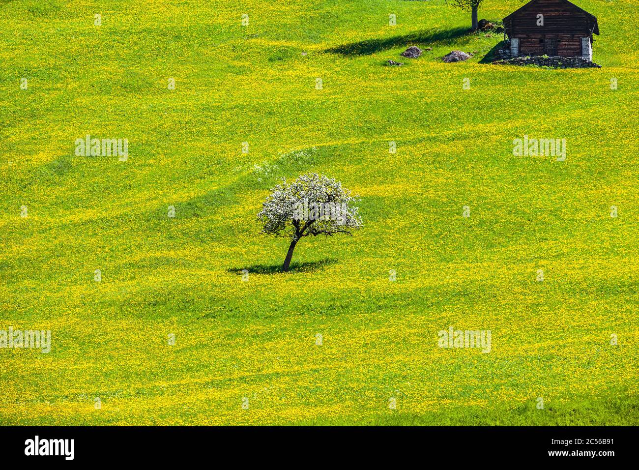 Yellow flowering mountain meadow in Switzerland Stock Photo