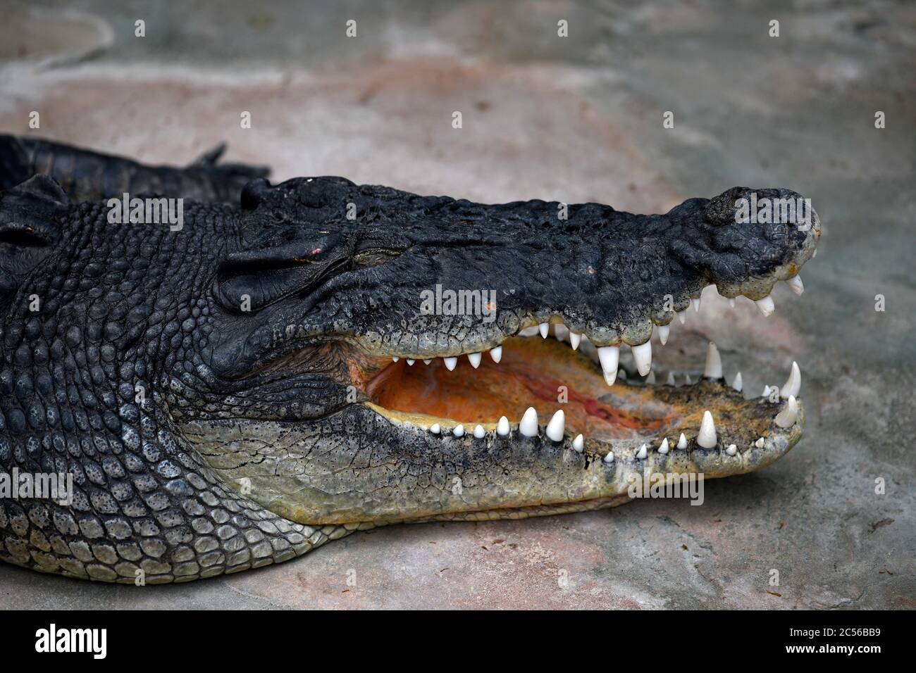 Groin crocodile, also saltwater crocodile, Australia crocodile or saltie (Crocodylus porosus), mouth open, captive, Germany Stock Photo