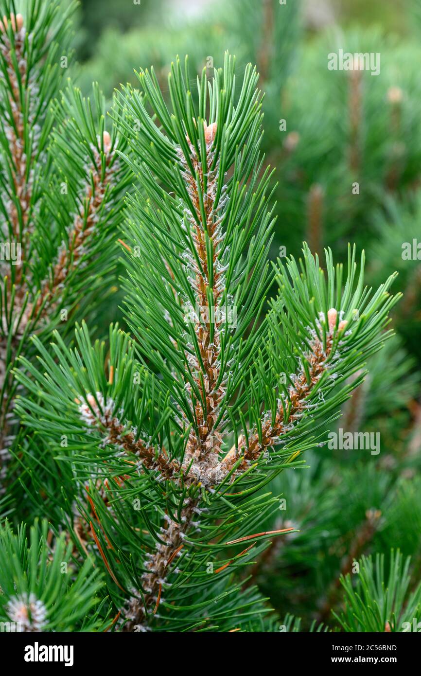 Mountain pine (Pinus mugo) a species of pine (Pinus Stock Photo - Alamy