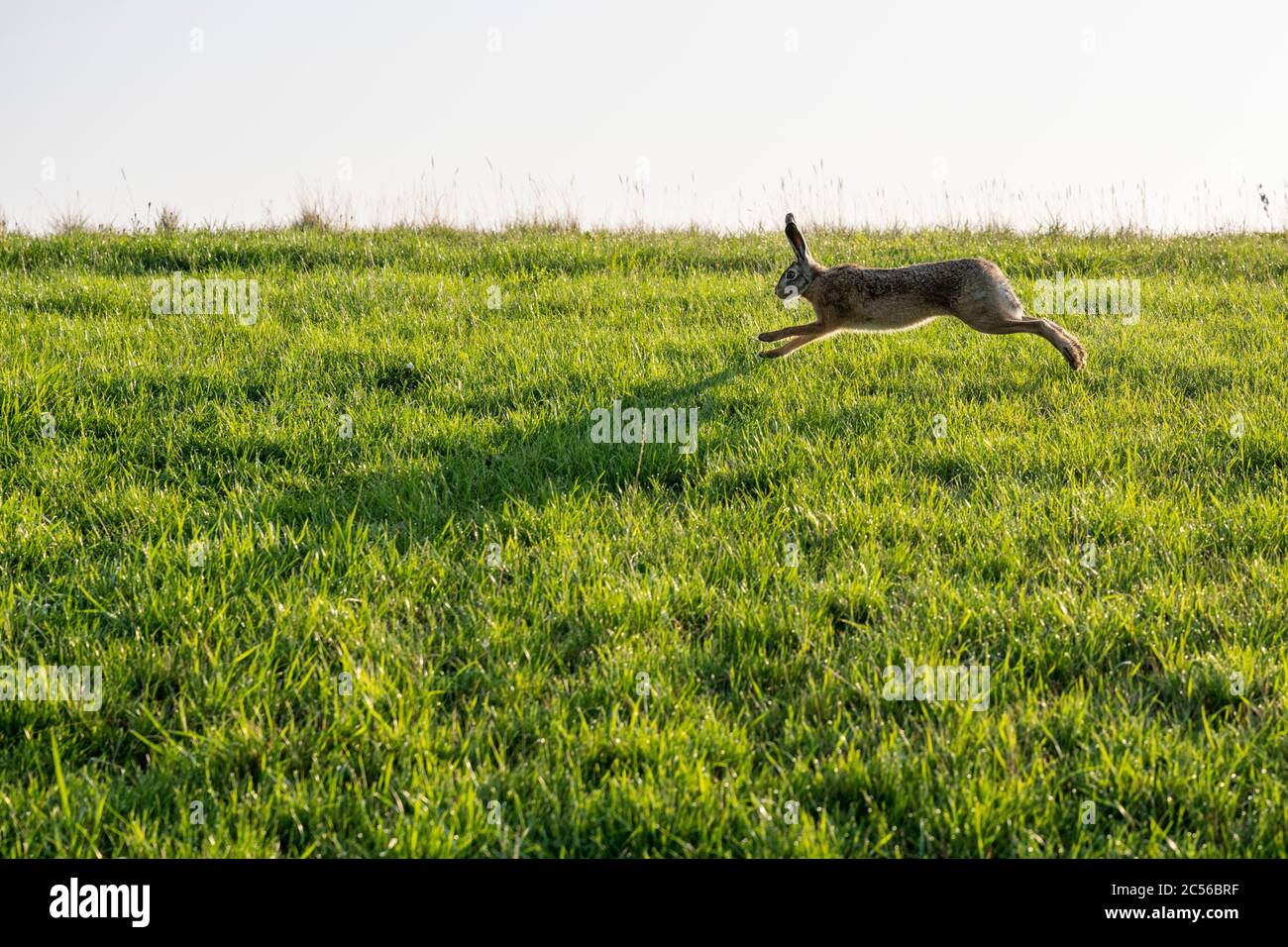 Germany, Lower Saxony, East Frisia, Juist, European hare on the dike. Stock Photo