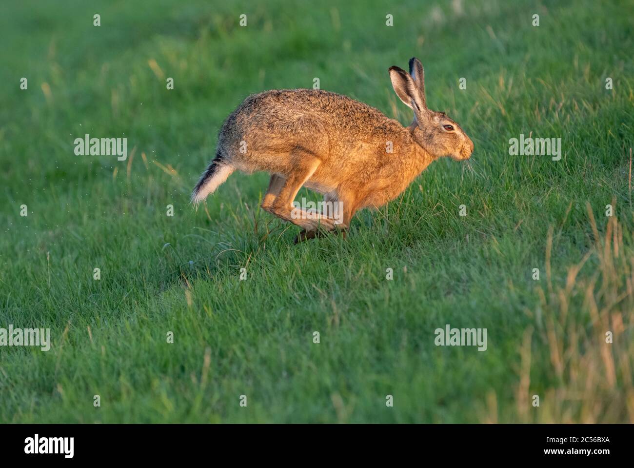 Germany, Lower Saxony, East Frisia, Juist, European hare (Lepus europaeus) on the dike. Stock Photo