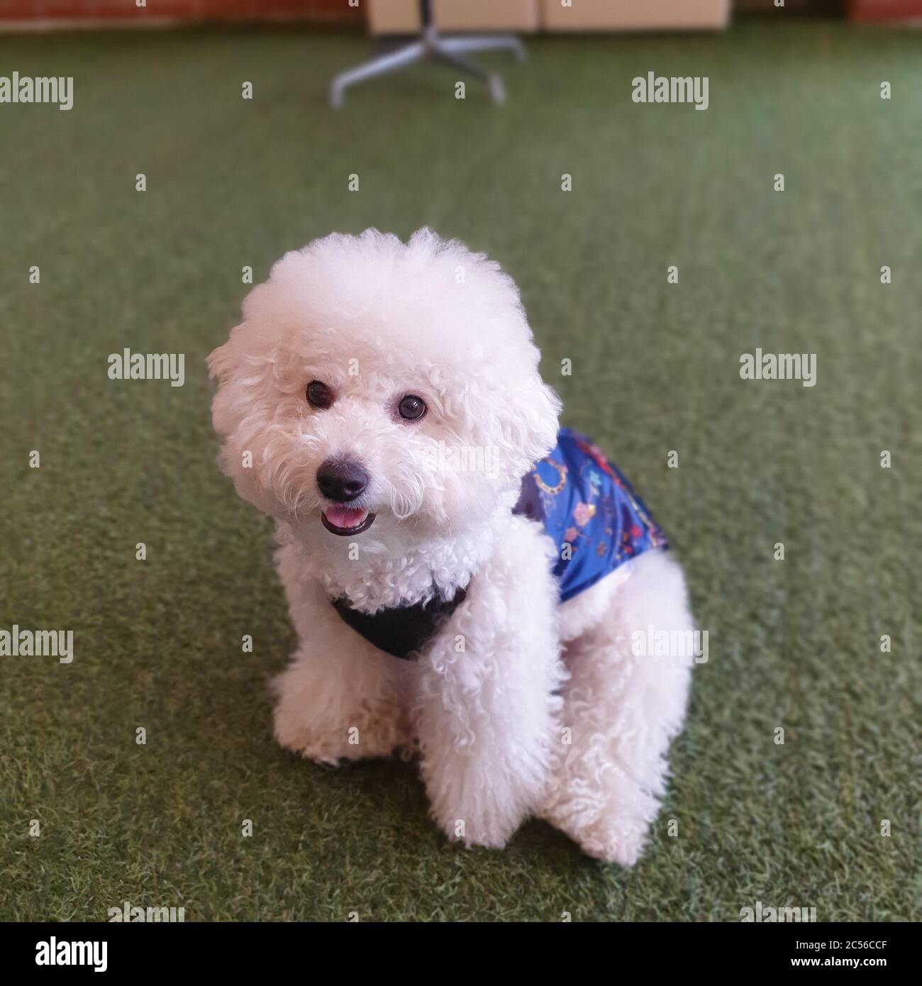 Cute white poodle puppy sitting on the green ground Stock Photo - Alamy