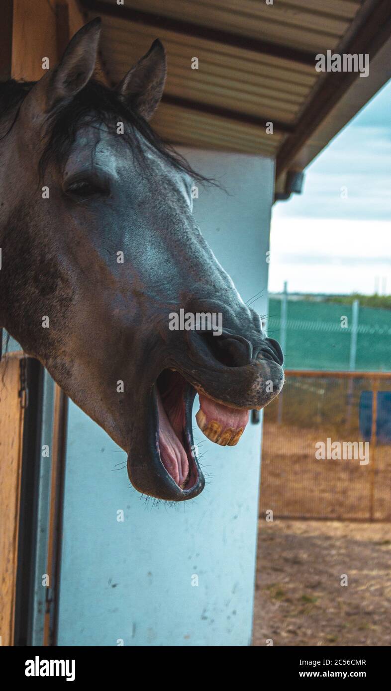 Horse neighs hires stock photography and images Alamy