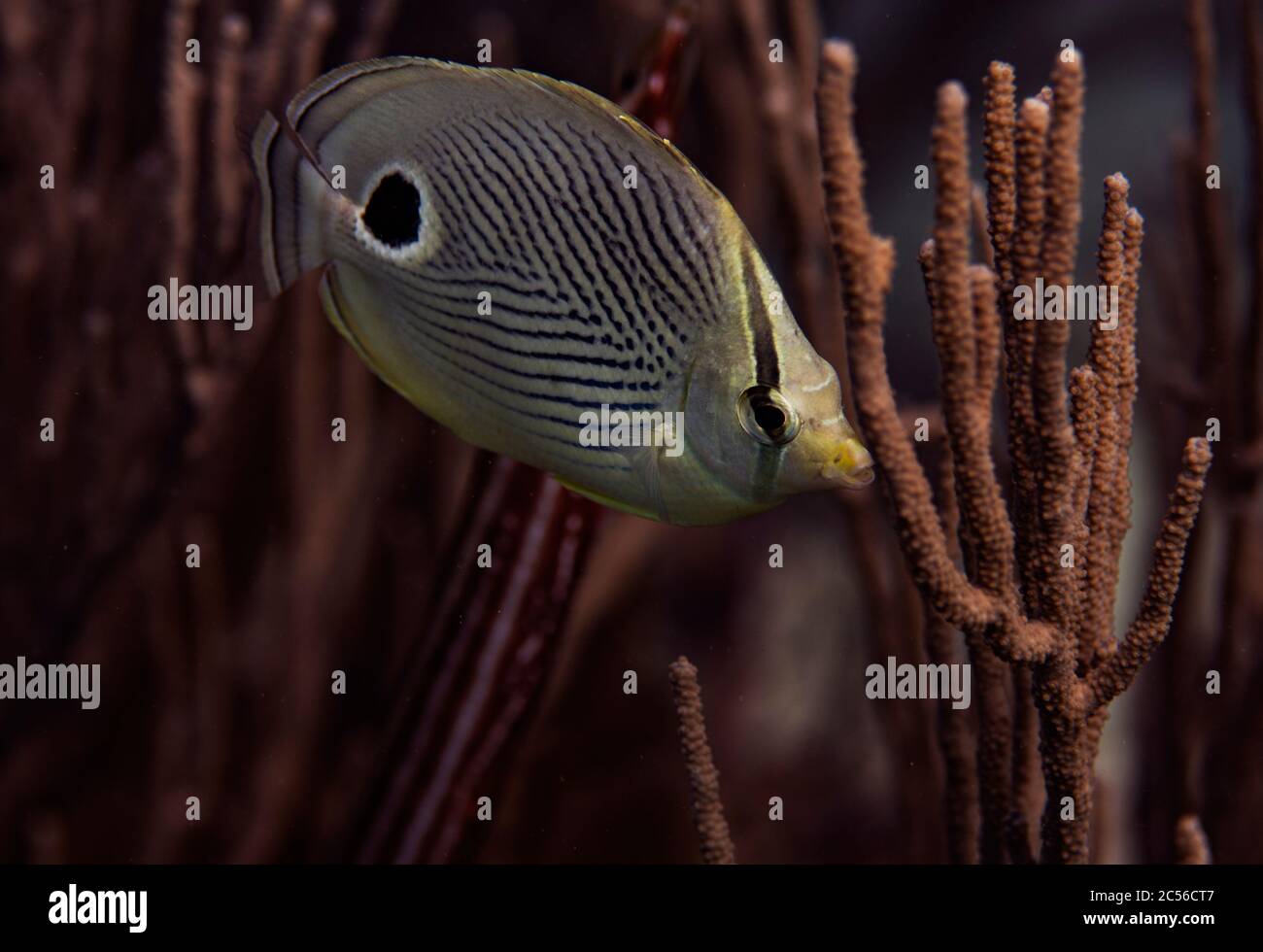 A foureye butterflyfish, Chaetodon capistratus, on the reef in Bonaire, The Netherlands Stock Photo