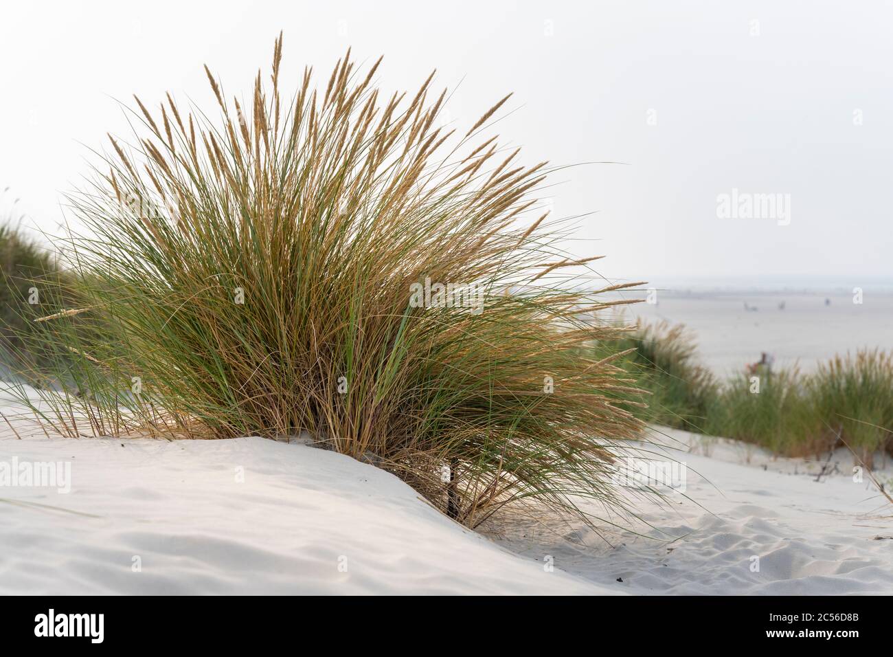 Germany, Lower Saxony, East Frisia, Juist, beach grass (Ammophila) genus of plants from the sweet grass family (Poaceae). Stock Photo