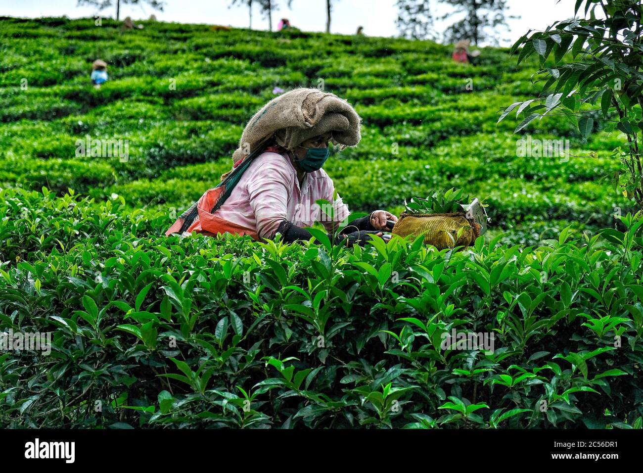 Wayanad, India - June 2020: A woman collecting tea leaves on a plantation on June 16, 2020 in Wayanad, Kerala, India. Stock Photo