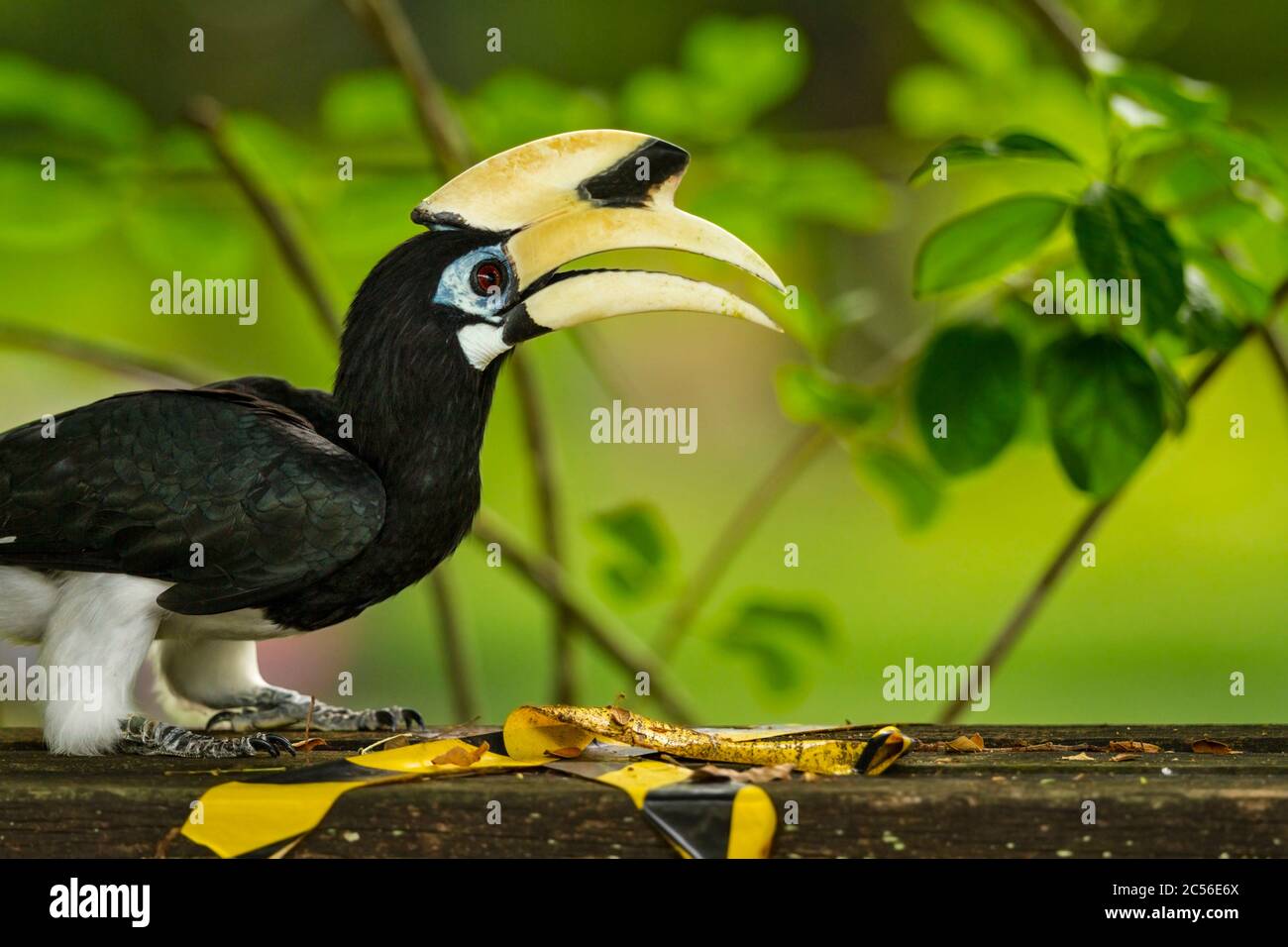 Adult male oriental pied hornbill removing COVID-19 social distancing tape from a park bench in Singapore after restrictions eased in the small island Stock Photo
