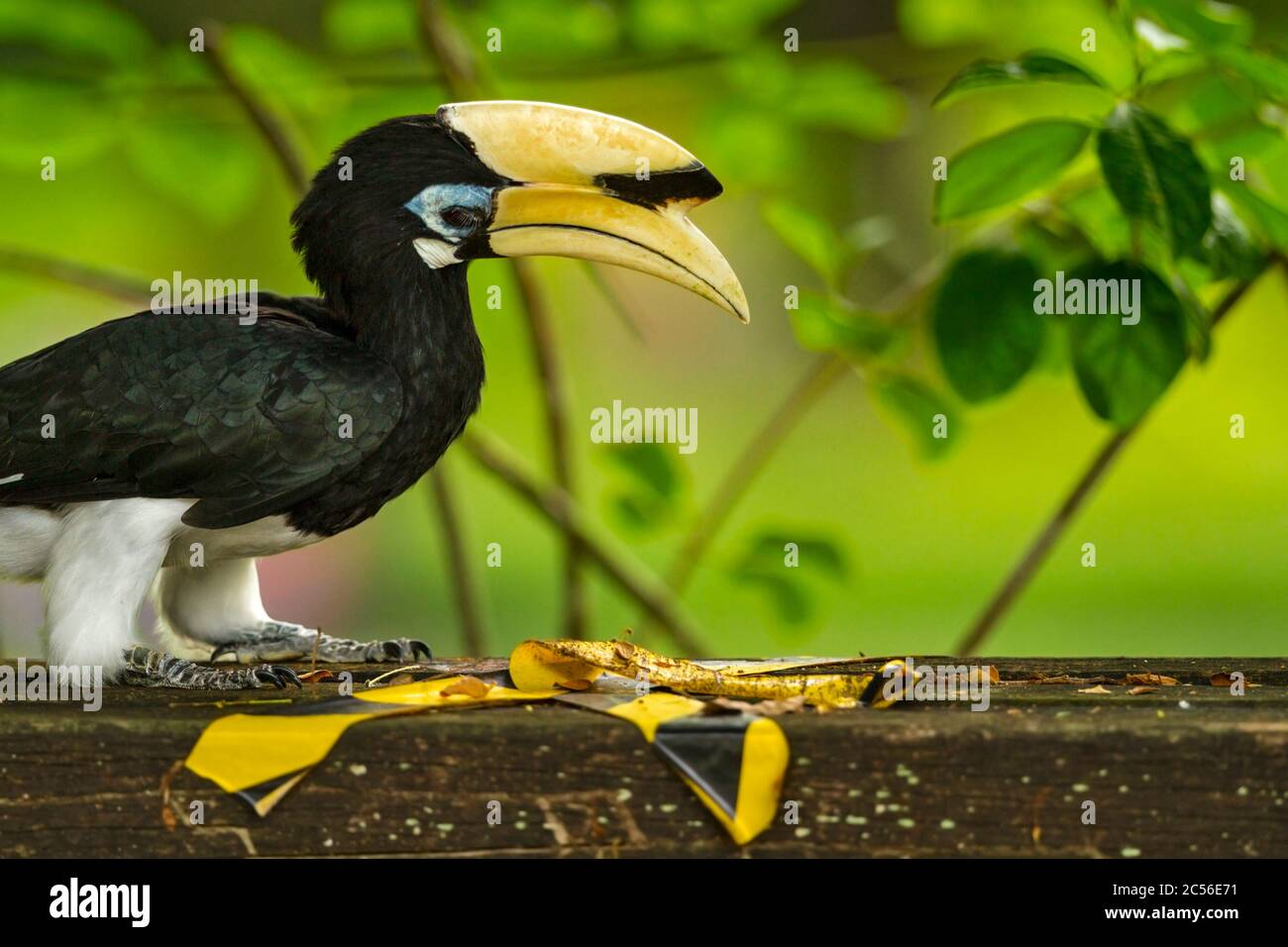 Adult male oriental pied hornbill removing COVID-19 social distancing tape from a park bench in Singapore after restrictions eased in the small island Stock Photo