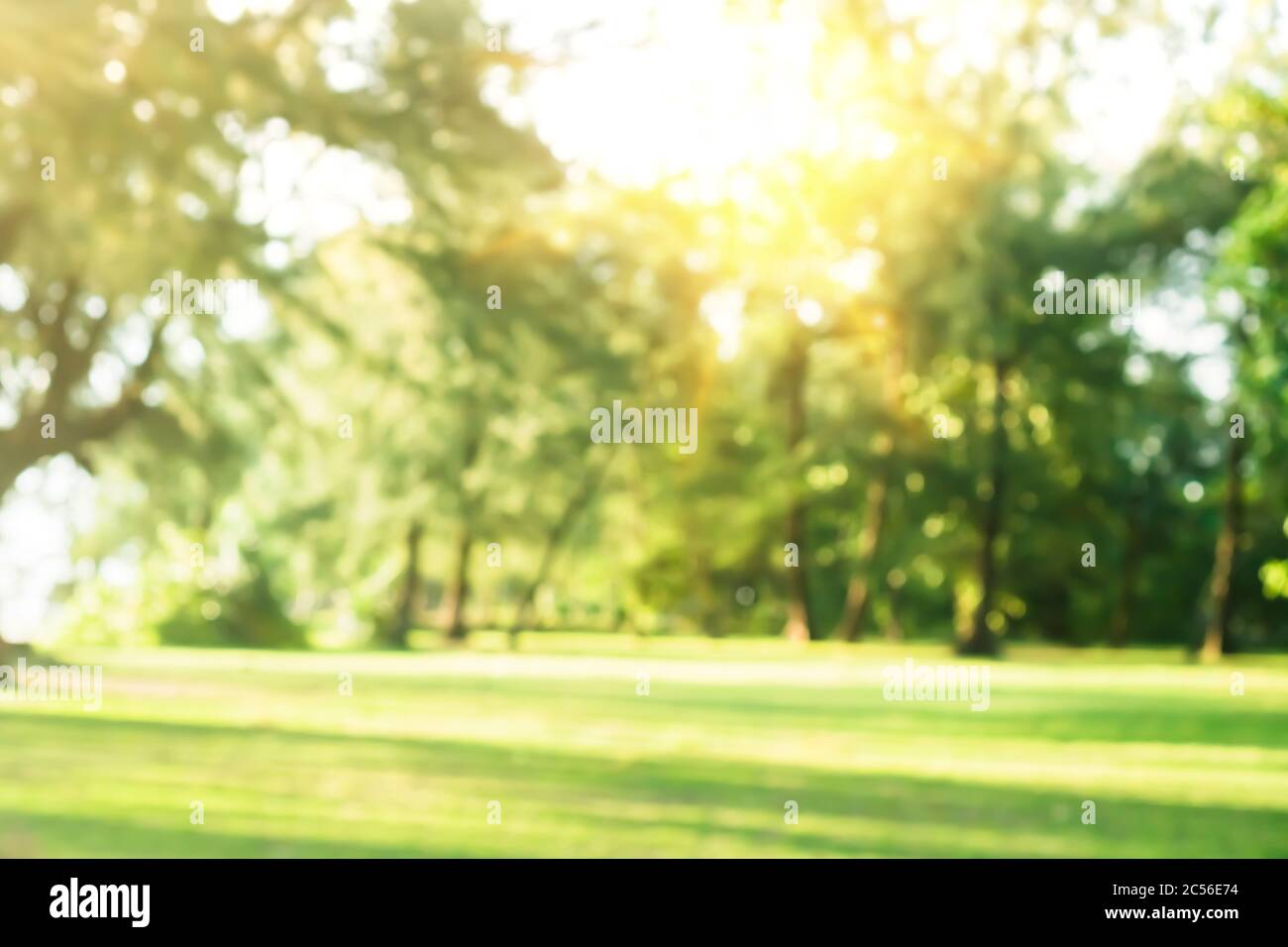 Blur nature bokeh green park by beach and tropical coconut trees in ...
