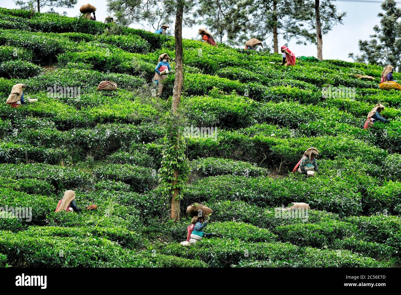 Wayanad, India - June 2020: A women collecting tea leaves on a plantation on June 16, 2020 in Wayanad, Kerala, India. Stock Photo