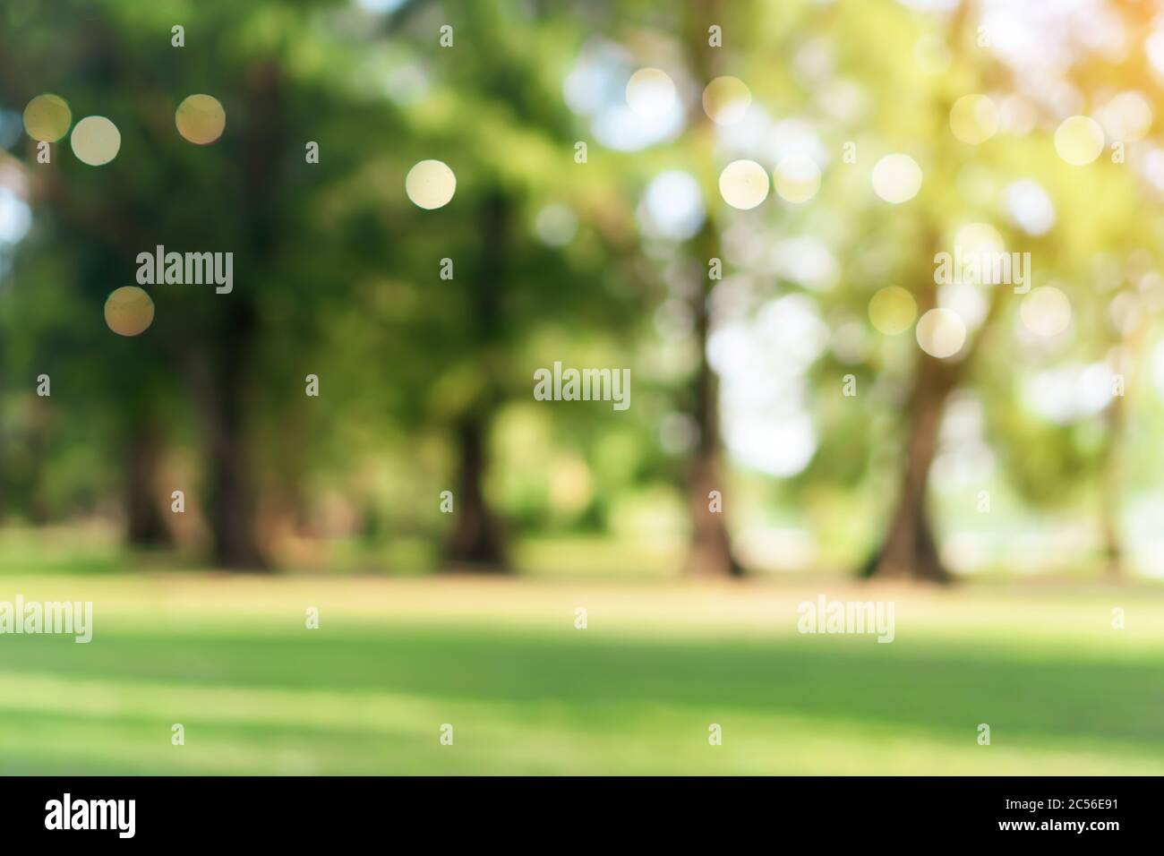 Blur nature bokeh green park by beach and tropical coconut trees in ...