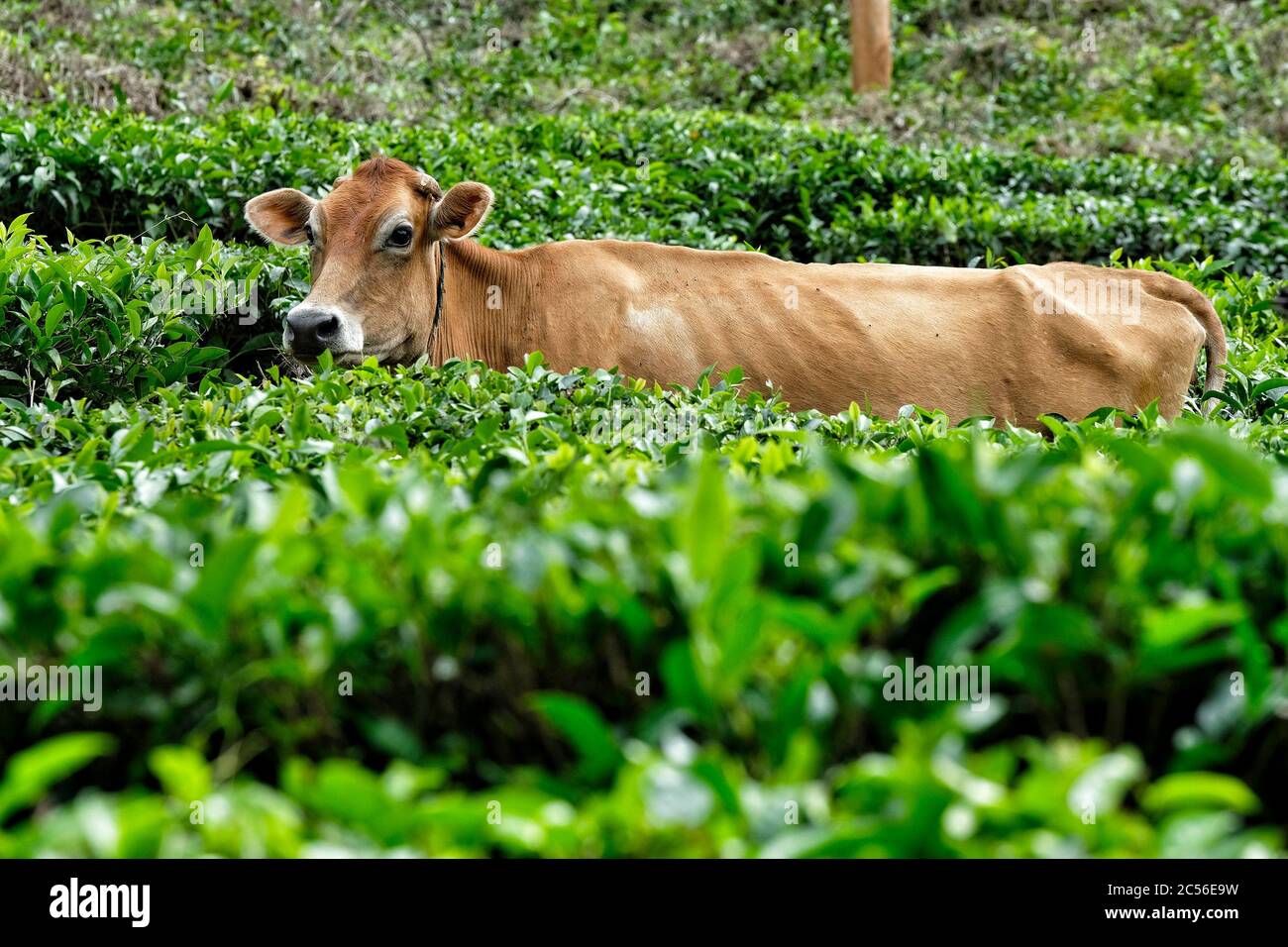 A cow among tea plants in a tea plantation in Wayanad, Kerala, India. Stock Photo