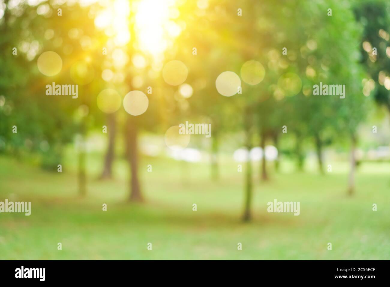 Blur nature bokeh green park by beach and tropical coconut trees in ...