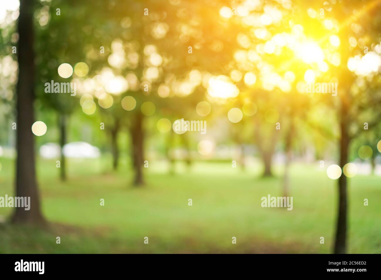 Blur nature bokeh green park by beach and tropical coconut trees in ...