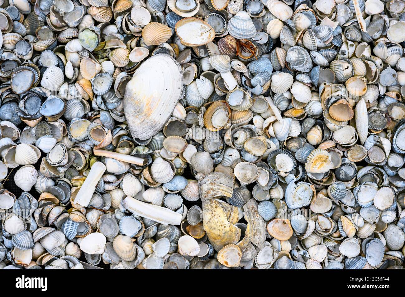 Mussels (Bivalvia Latin bivalvius "twofold") molluscs Stock Photo Alamy