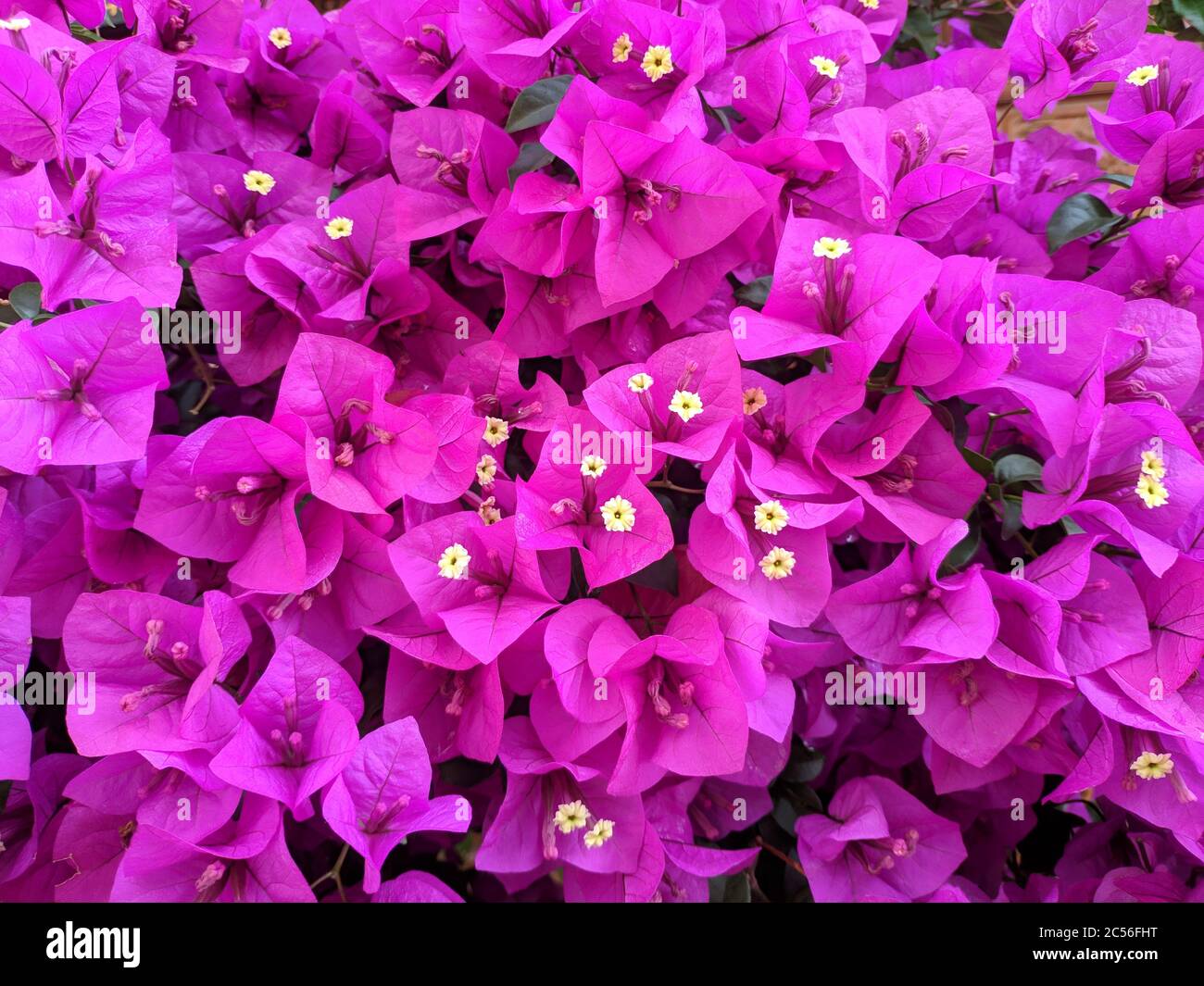 Deep purple bougainvillea spectabilis with yellow stamens blossoms in morning Stock Photo