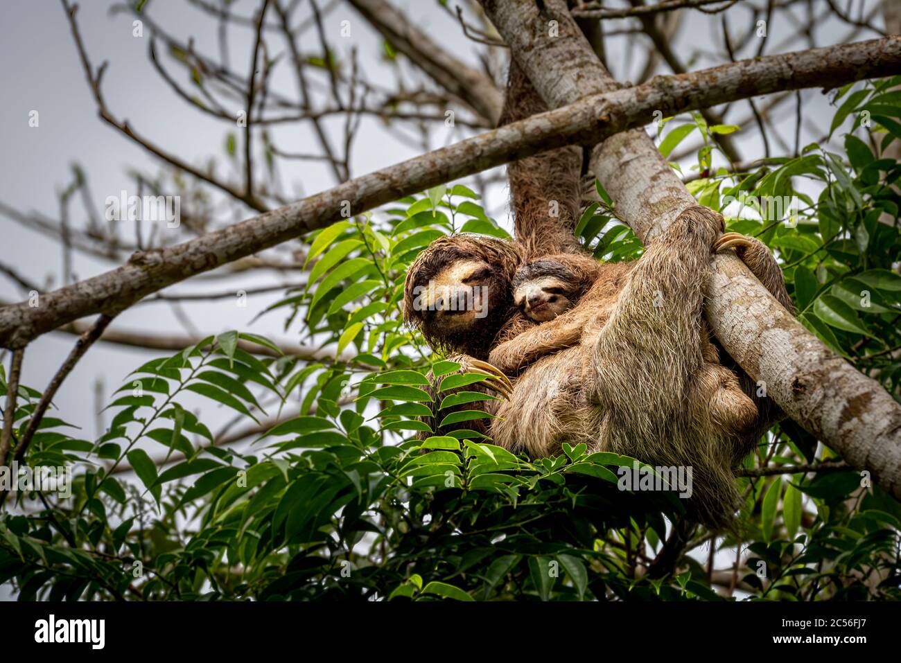 3 toed sloth with baby climbing up a tree image taken in the rain forest of Panama Stock Photo