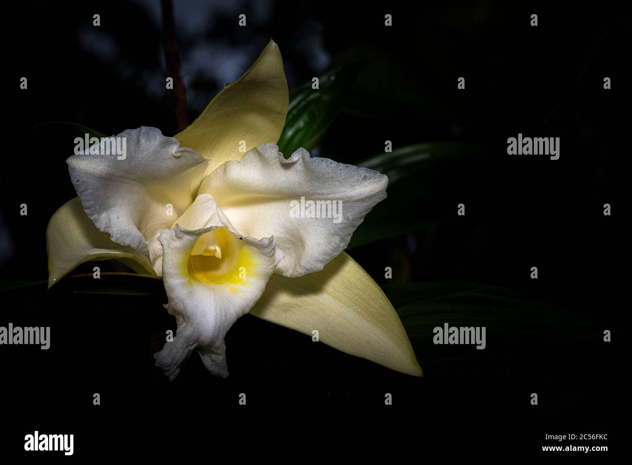 White sobralia orchid with darlk bacckground photo taken in Panama Stock Photo